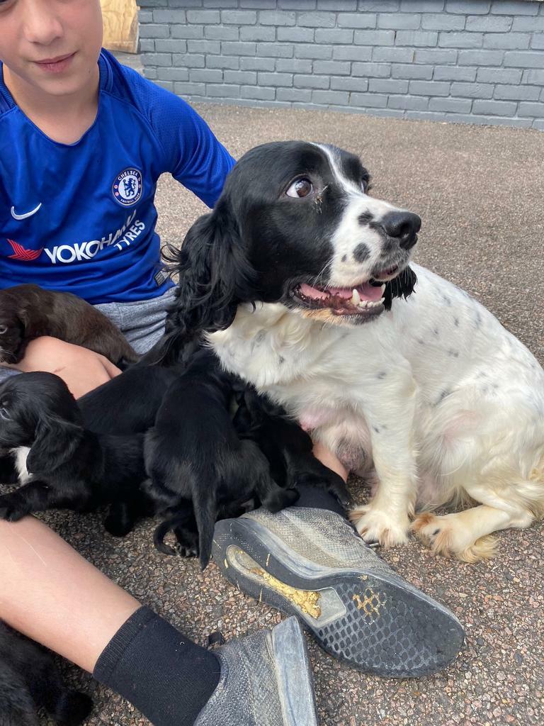 gumtree spaniels for sale